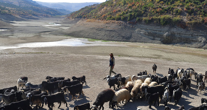 صورة: عبد العزيز قطاز/وكالة فرانس برس/وكالة الصحافة الفرنسية- راعي يقود قطيعه في سد الدويسات شبه الجاف في محافظة إدلب، تشرين الثاني/نوفمبر 2021. باكس 2024.
